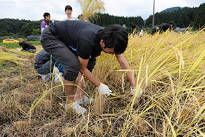 「東日本大震災支援ファーム」収穫の様子